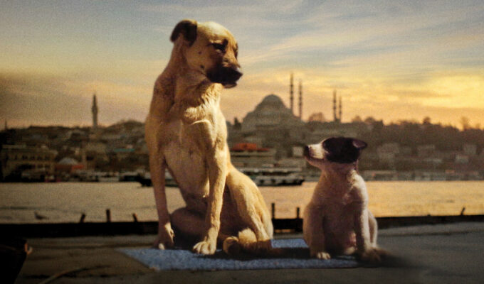 Two dogs sitting on the pier against the backdrop of Istanbul in Stray 2020.