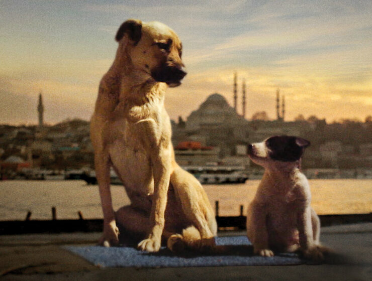 Two dogs sitting on the pier against the backdrop of Istanbul in Stray 2020.