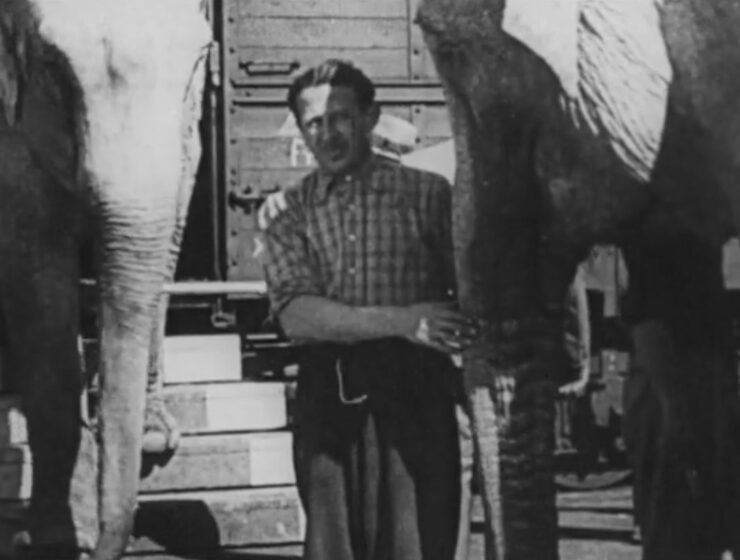 Elephants in footage from documentary Of Animals and Men