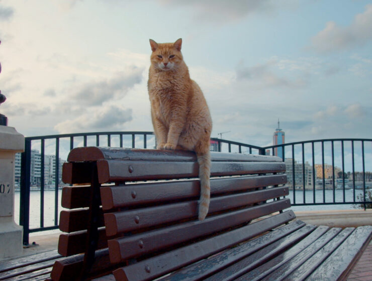 majestic ginger cat in cats of malta documentary