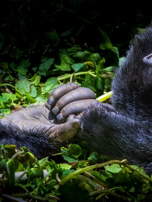 gorillas holding hands in documentary escape from extinction rewilding