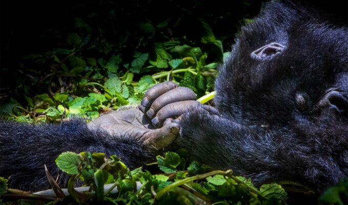 gorillas holding hands in documentary escape from extinction rewilding