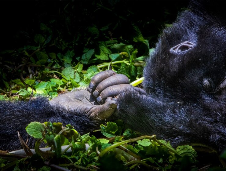 gorillas holding hands in documentary escape from extinction rewilding
