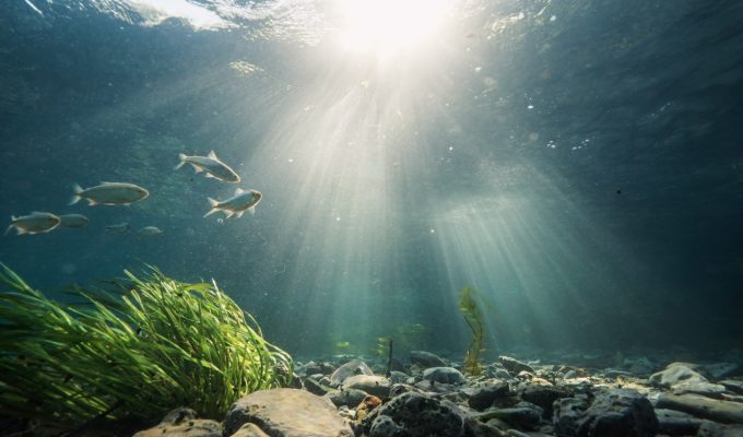 mussels and fish in the llano river in documentary deep in the heart 2: texas rivers