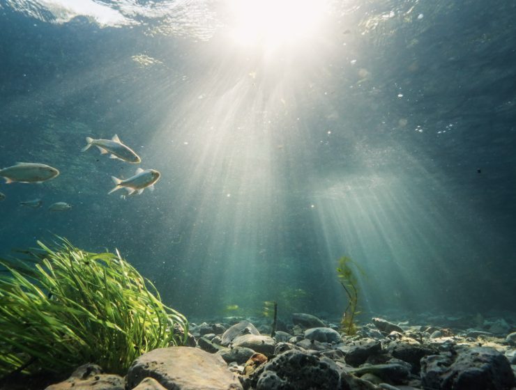 mussels and fish in the llano river in documentary deep in the heart 2: texas rivers